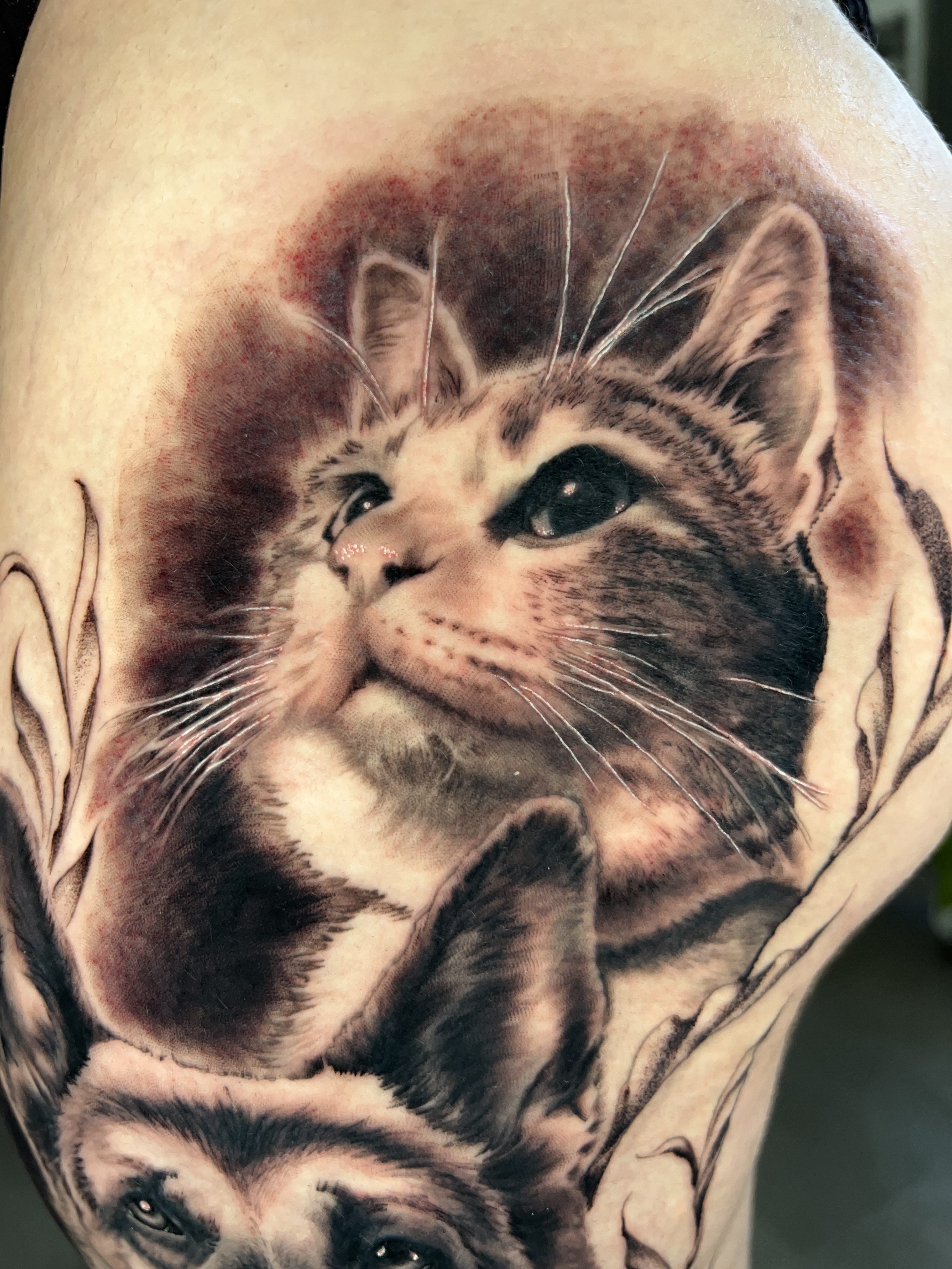 Cat and Dog
